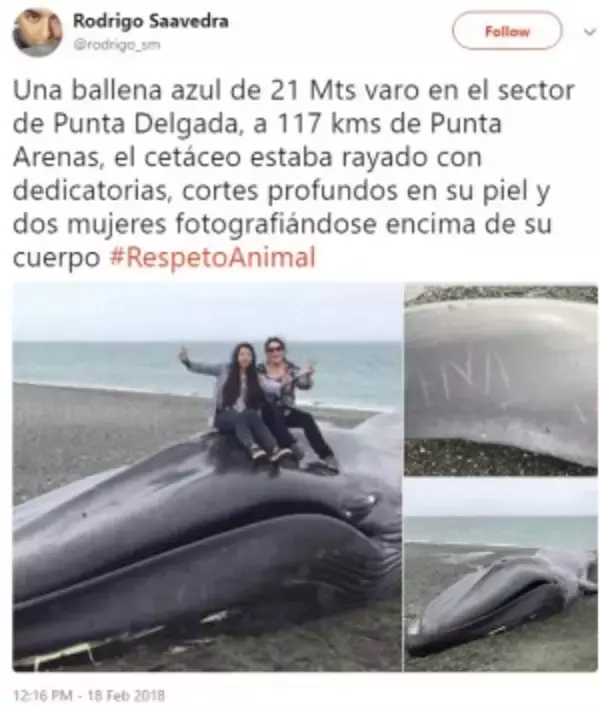 死んだクジラに「愛してるよ」の落書き　Vサインで写真撮影も（チリ）