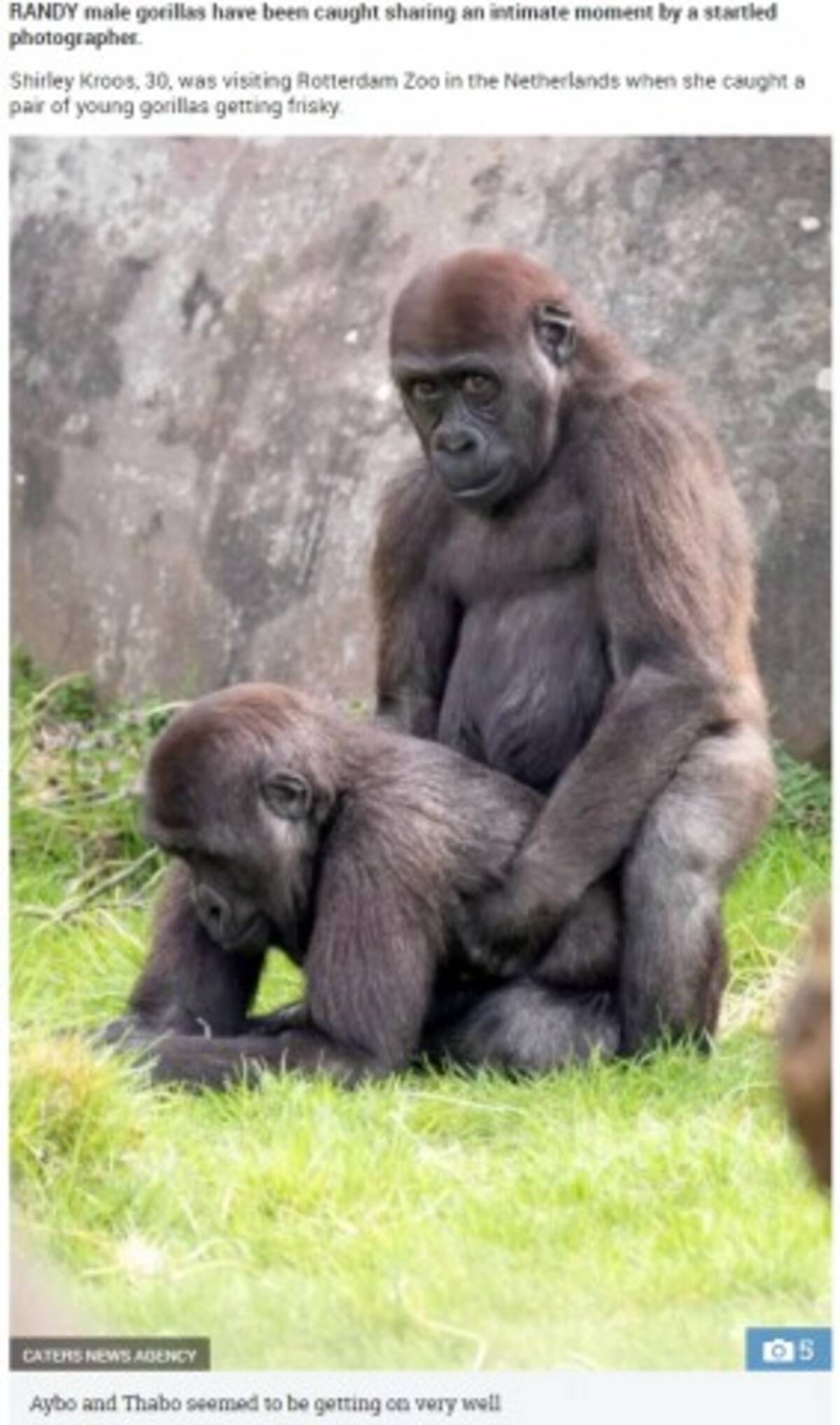 動物園のゴリラ 雄同士で人目もはばからず愛の行為 オランダ 18年4月26日 エキサイトニュース