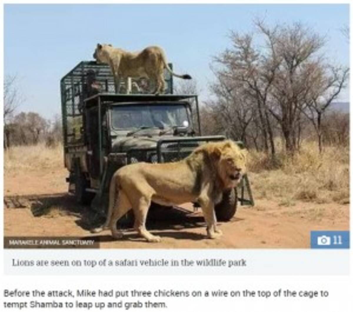 野生動物保護区のオーナー 手塩にかけて育てたライオンに襲われる 南ア 動画あり 18年5月7日 エキサイトニュース