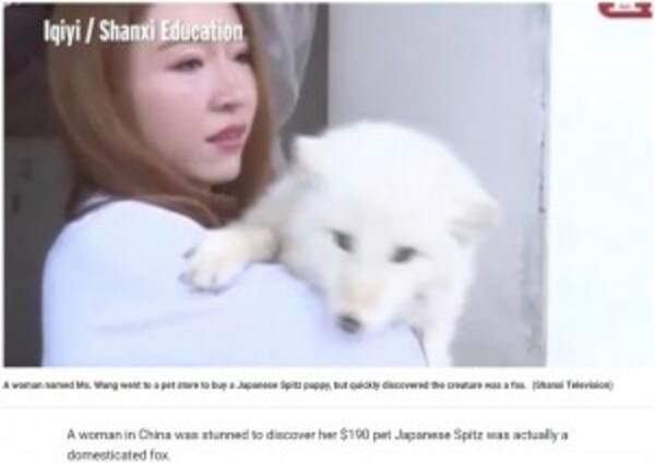 ペットショップで購入した仔犬 10か月後にキツネと判明 中国 18年5月14日 エキサイトニュース ペットショップで購入した仔犬 10か月後にキツネと判明 中国 18年5月14日 エキサイトニュース