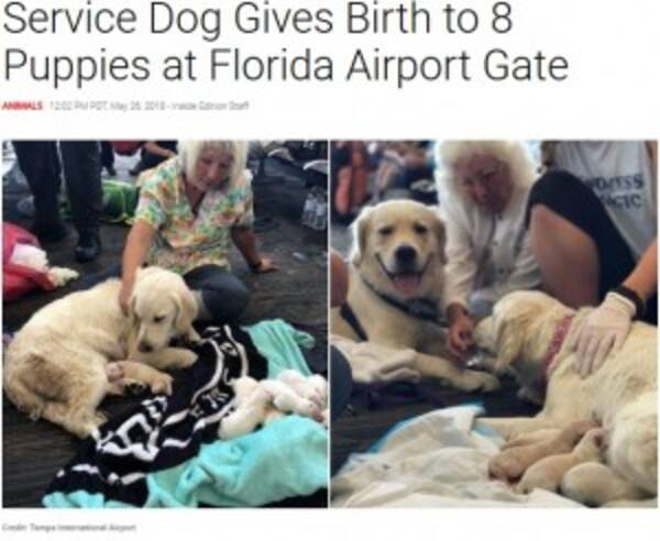 空港で介助犬が8匹の赤ちゃんを出産 居合わせた客から拍手も 米 動画あり 18年5月27日 エキサイトニュース
