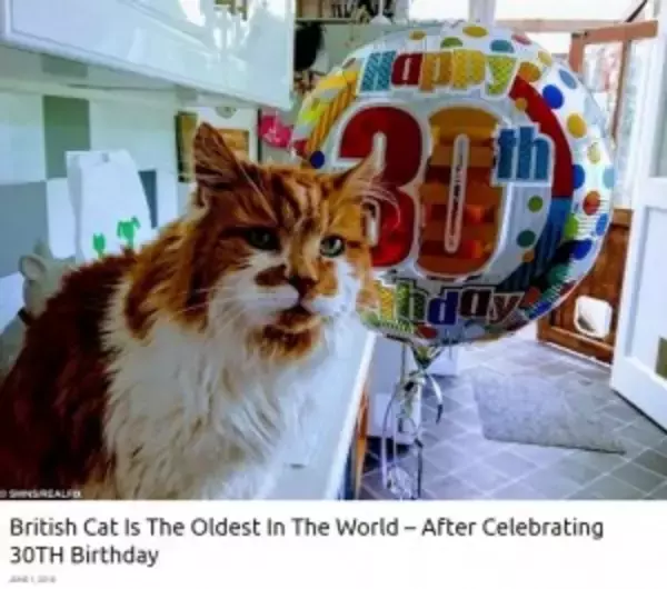 世界一の長寿か　推定30歳の誕生日を迎えたイギリスの猫