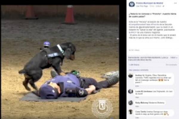 警察犬が倒れた警察官に心臓マッサージを施す スペイン 動画あり 18年6月27日 エキサイトニュース