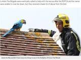 「屋根の上のコンゴウインコ、救出に来た消防隊員に一言「失せろ！」（英）」の画像1