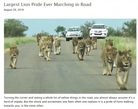 息をのむ迫力！　15頭のライオンの群れに遭遇した一家（南ア）＜動画あり＞