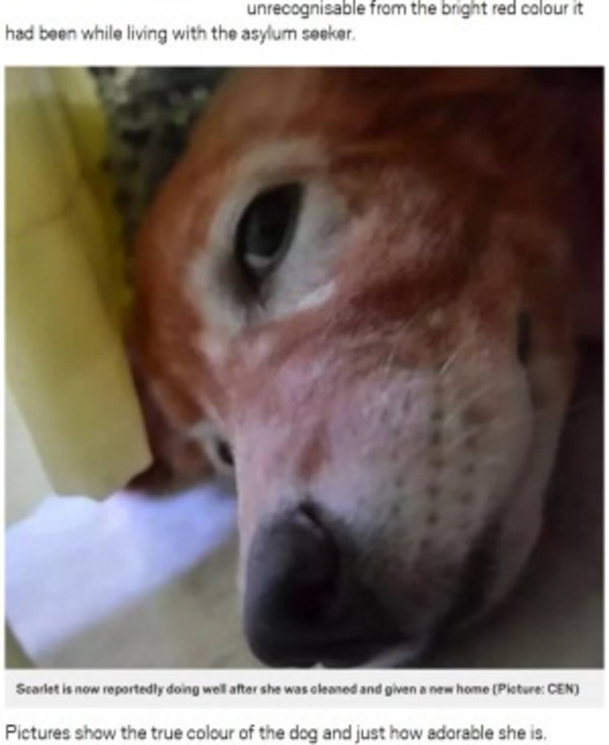 染髪剤で全身真っ赤に染められた犬が救助される ギリシャ 18年9月7日 エキサイトニュース