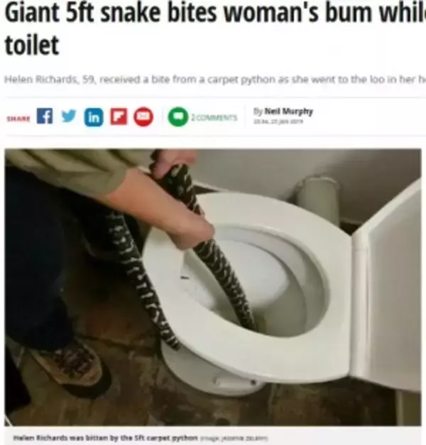 トイレに体長1.6mのニシキヘビ、便座に座った女性に噛みつく（豪）