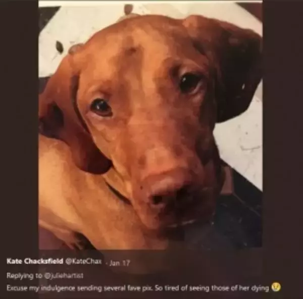 「キシリトール入りブラウニーを食べたせいで　愛犬を亡くした飼い主が注意喚起（英）」の画像