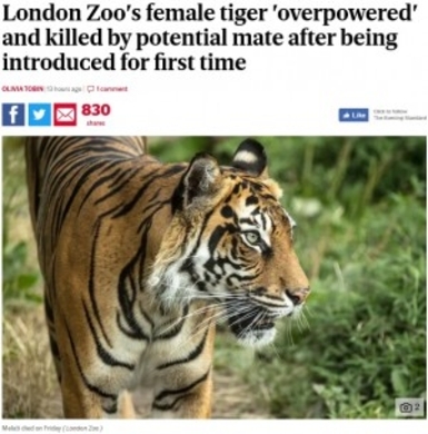 交尾の思惑が失敗 米 動物園で雄トラ 発情した雌を殺す 16年2月14日 エキサイトニュース