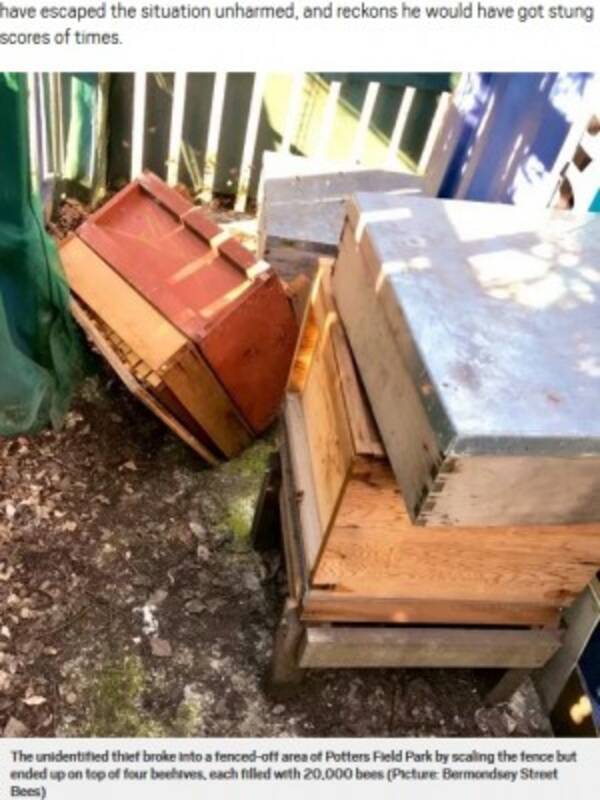 フェンスから蜂の巣箱に落ちた強盗未遂犯 8万匹から猛攻撃 英 19年3月12日 エキサイトニュース