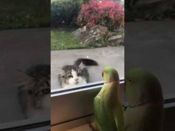 窓の外にいる猫に いないいないばぁ を続けるインコ ニュージーランド 動画あり 19年3月21日 エキサイトニュース