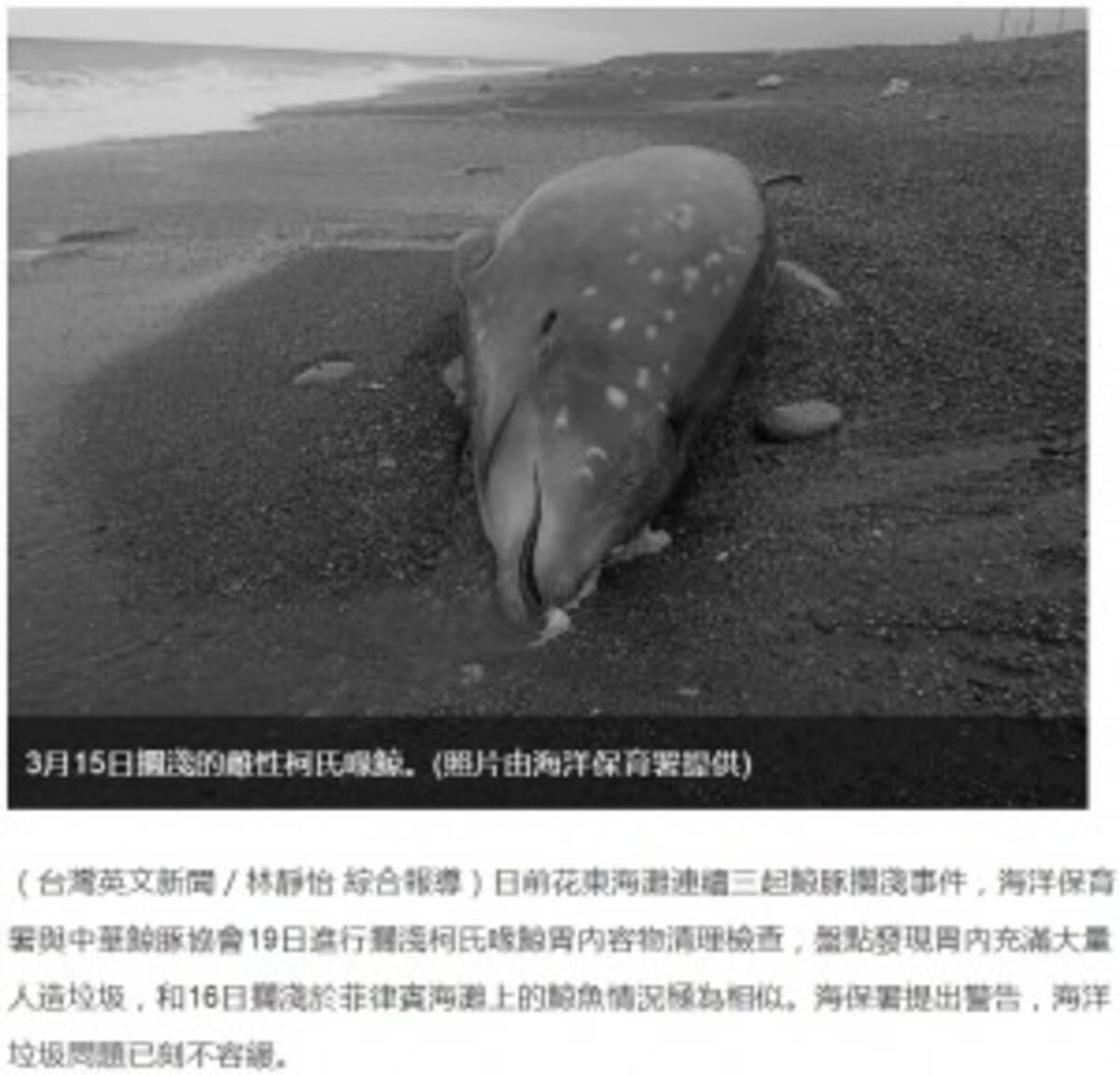 打ち上げられたクジラの胃にビニール袋 お腹には赤ちゃんも 台湾 19年3月22日 エキサイトニュース