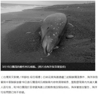 打ち上げられたクジラの胃にビニール袋　お腹には赤ちゃんも（台湾）
