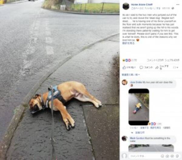 気に入らない散歩道で死んだふりをする犬 スコットランド 19年3月27日 エキサイトニュース