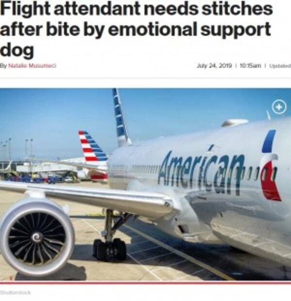 アメリカン航空caがセラピー犬に噛まれ左手を5針縫う怪我 エキサイトニュース
