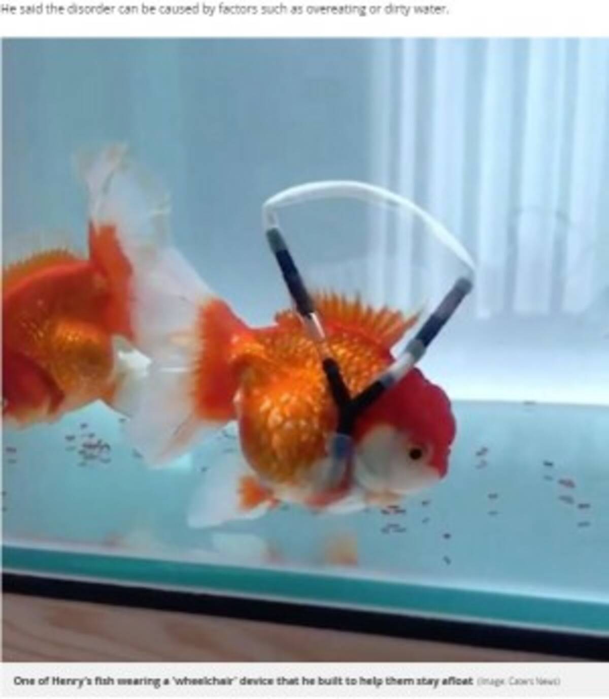 逆さまに泳ぐ金魚が 車椅子 で寿命延びる 韓国 動画あり 19年7月27日 エキサイトニュース