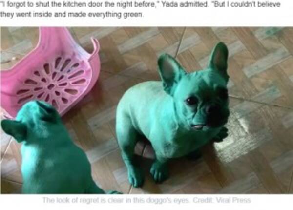 まるで 超人ハルク イタズラ好きの犬が全身緑色に タイ 動画あり 19年8月5日 エキサイトニュース