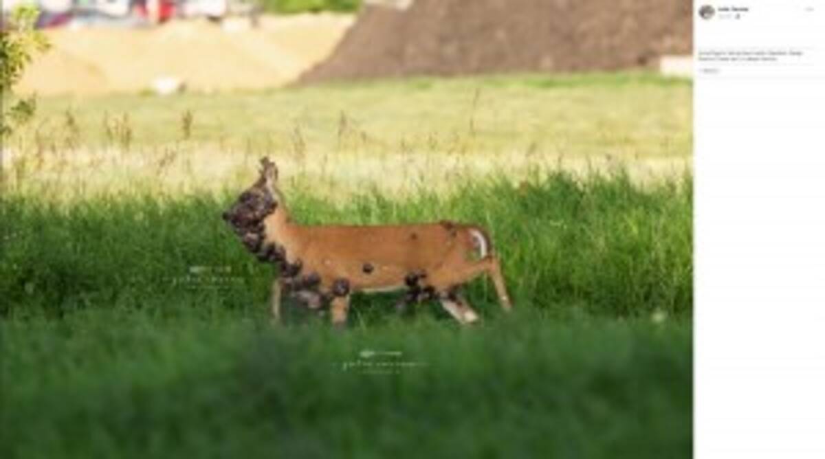 顔や首 胸まで腫瘍に覆われたシカ 心が痛む と写真家が投稿 米 2019年8月13日 エキサイトニュース