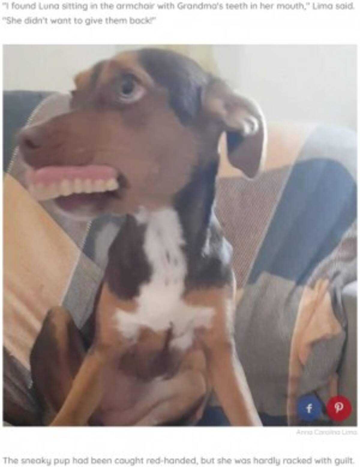 入れ歯を失くした祖母 犯人は マヌケ顔 の飼い犬 ブラジル 19年9月8日 エキサイトニュース