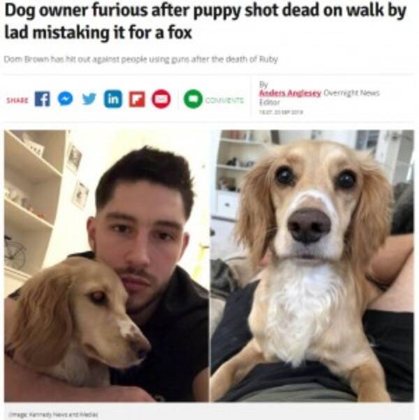 英 若者が散歩中の犬を散弾銃で射殺 キツネと間違えた エキサイトニュース