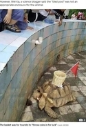 硬貨を投げ入れる“カゴ”がカメの甲羅に　中国の動物園に非難殺到