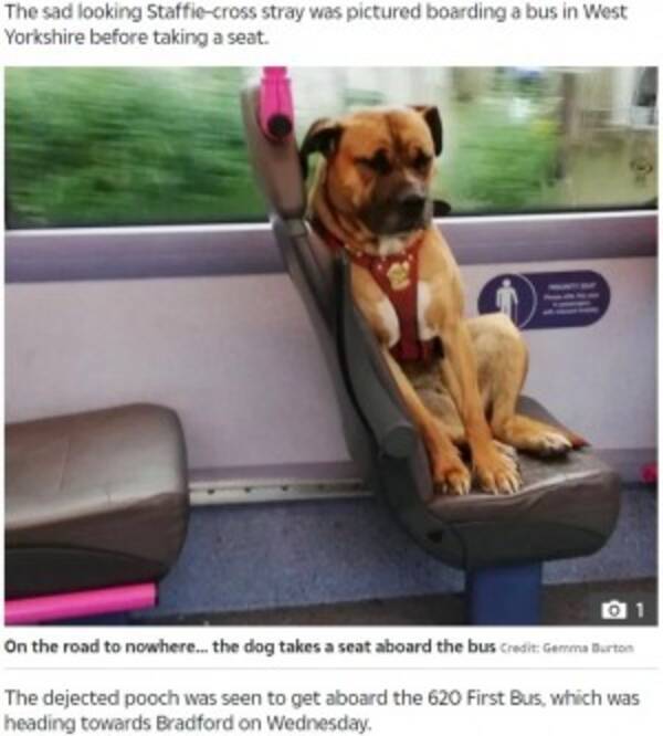 バスに乗ってきた迷い犬 寂しげな表情が人目を引く エキサイトニュース