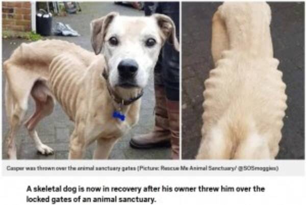 骸骨のように痩せた犬が動物保護施設の門に放り投げられる エキサイトニュース