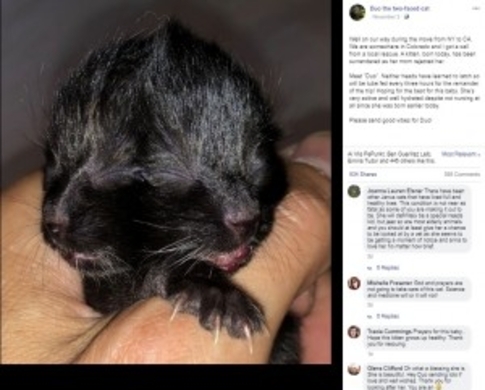生後5週間で毛が抜けたネコ オオカミに似た希少なウルフキャットと判明 米 動画あり 21年5月14日 エキサイトニュース