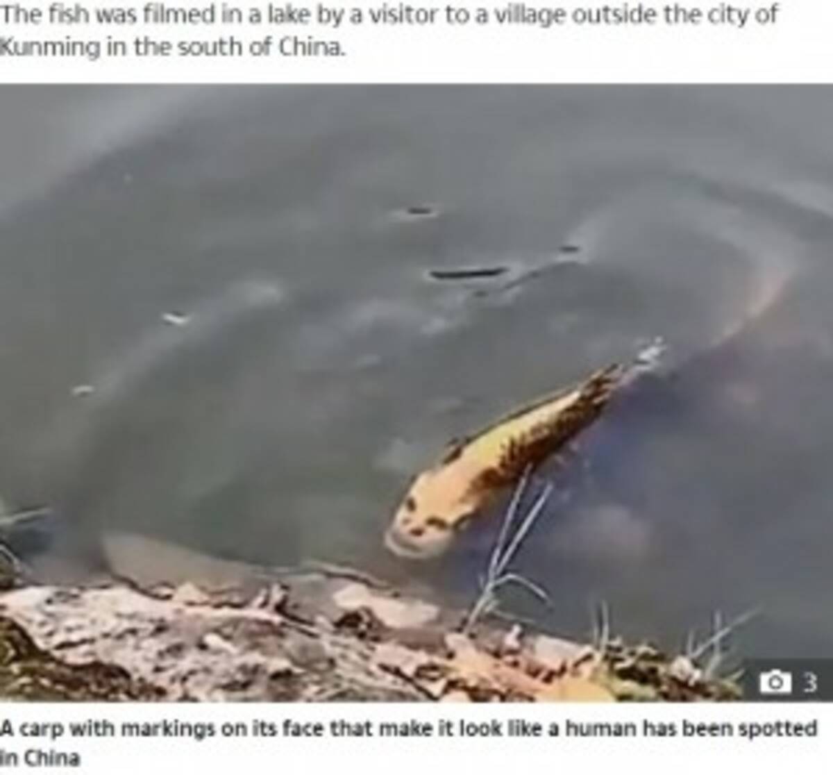 中国の湖で 人面魚 発見 まるでホリが深い人間 動画あり 19年11月16日 エキサイトニュース