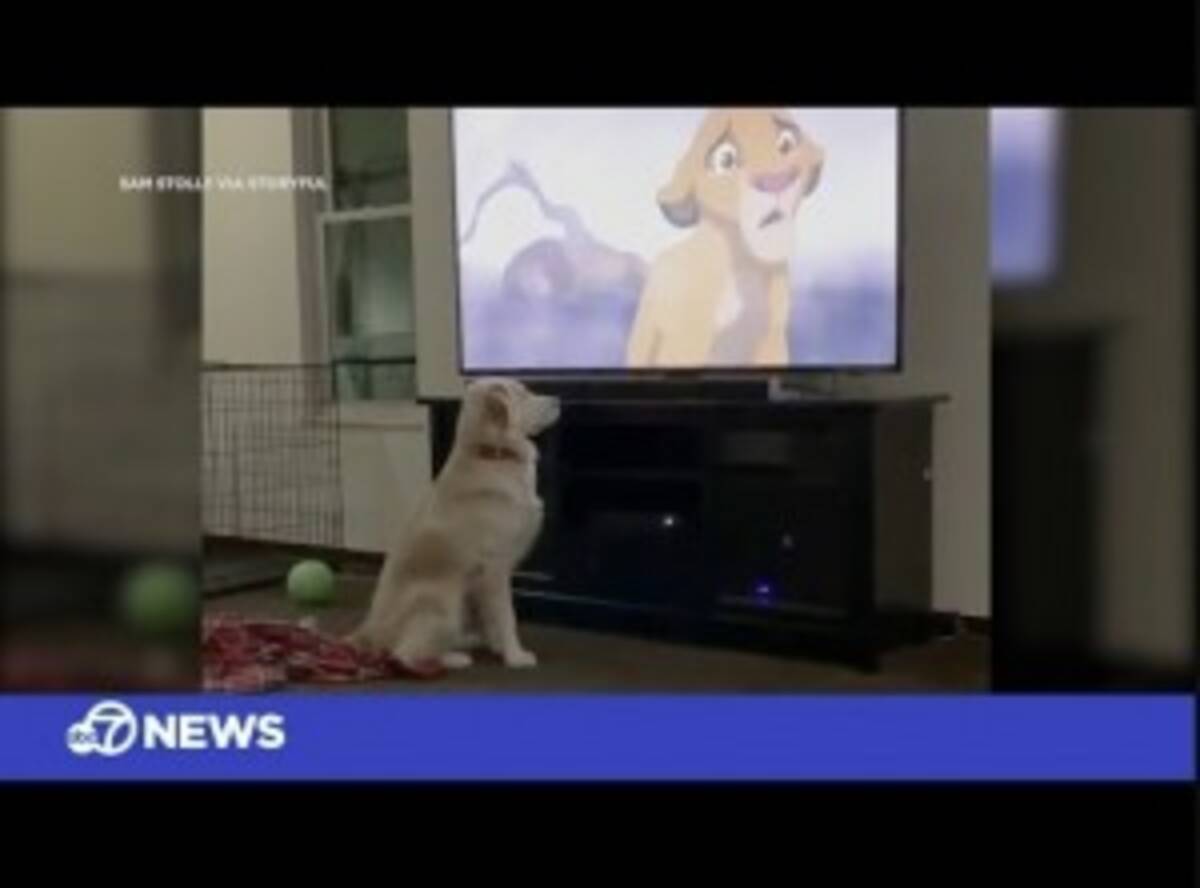 映画 ライオン キング を初めて見た犬 ムファサの死の場面に反応 米 動画あり 19年11月24日 エキサイトニュース