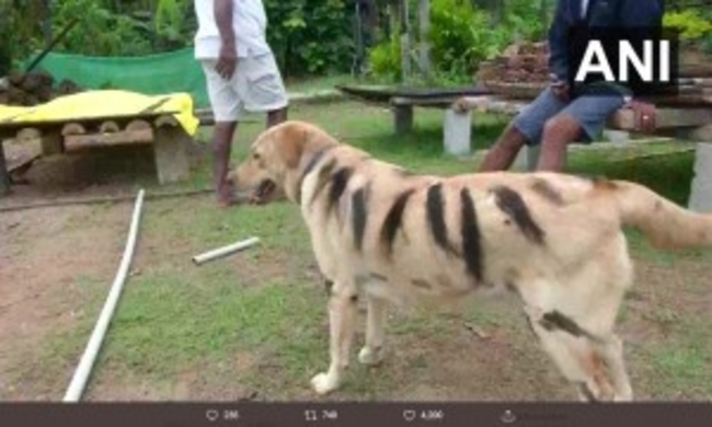 農作物を荒らされ腹が立った 農家の男 犬12匹を毒殺 台湾 19年8月15日 エキサイトニュース