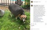 「体重40キロ超のビーグル犬、半年で28キロまで減量（米）＜動画あり＞」の画像1