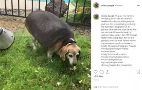 「体重40キロ超のビーグル犬、半年で28キロまで減量（米）＜動画あり＞」の画像