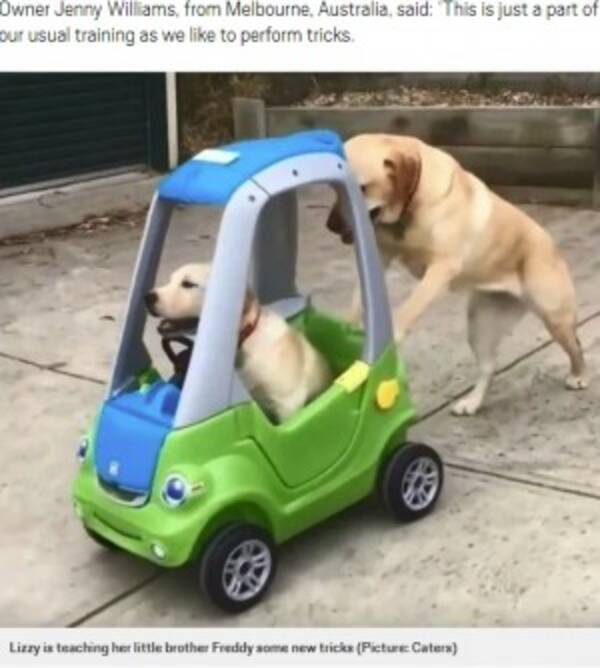 きょうだいが乗るおもちゃの車を押すラブラドール犬 豪 動画あり 19年12月13日 エキサイトニュース