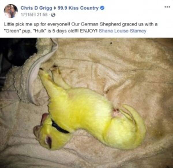 白いジャーマン シェパード 黄緑色の仔犬を産む 米 動画あり 年1月19日 エキサイトニュース