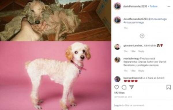 保護された犬のビフォー アフター 優しい愛のケアが大切 と26歳男性 チリ 年2月5日 エキサイトニュース
