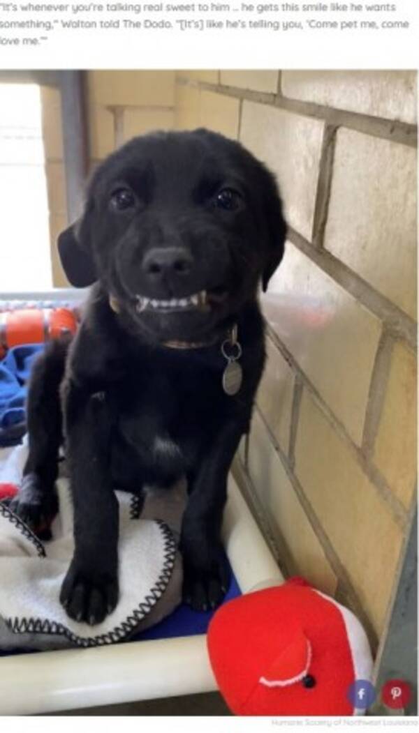 僕をもらって 歯を見せて笑うアニマルシェルターの犬 米 動画あり 年3月5日 エキサイトニュース