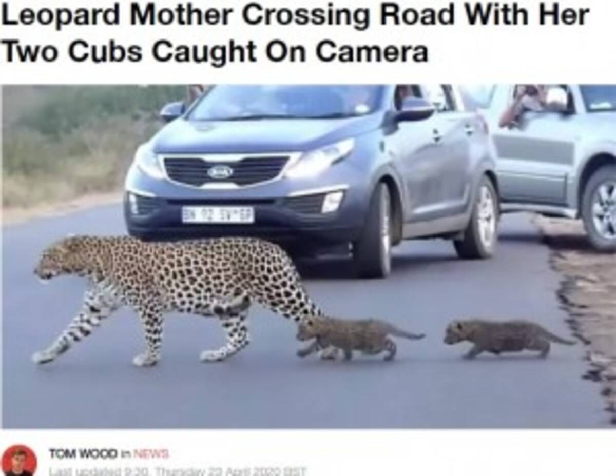 ヒョウの子供2頭を連れて道路を渡る母親 南アフリカの国立公園で 動画あり 年4月25日 エキサイトニュース