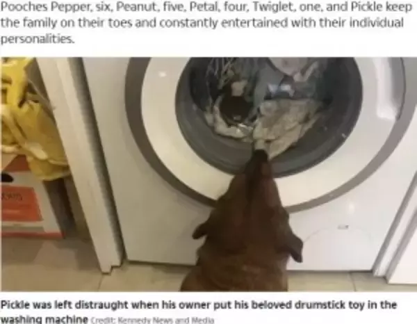 「僕のお気に入りが！」洗濯機に入れられたおもちゃを待ち続ける犬がキュート（英）＜動画あり＞