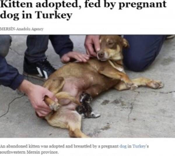 妊娠中の犬 捨てられた赤ちゃんネコに授乳 トルコ 年5月7日 エキサイトニュース