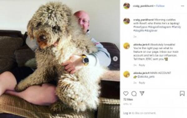 ハグが大好きな超大型犬 脳卒中を患った飼い主の回復を助け人々を笑顔に 英 年5月8日 エキサイトニュース