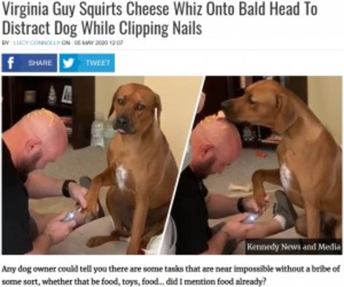 爪切りが怖い愛犬のため 飼い主の頭にチーズ 最も平和的な作戦が大成功 米 動画あり 年5月13日 エキサイトニュース
