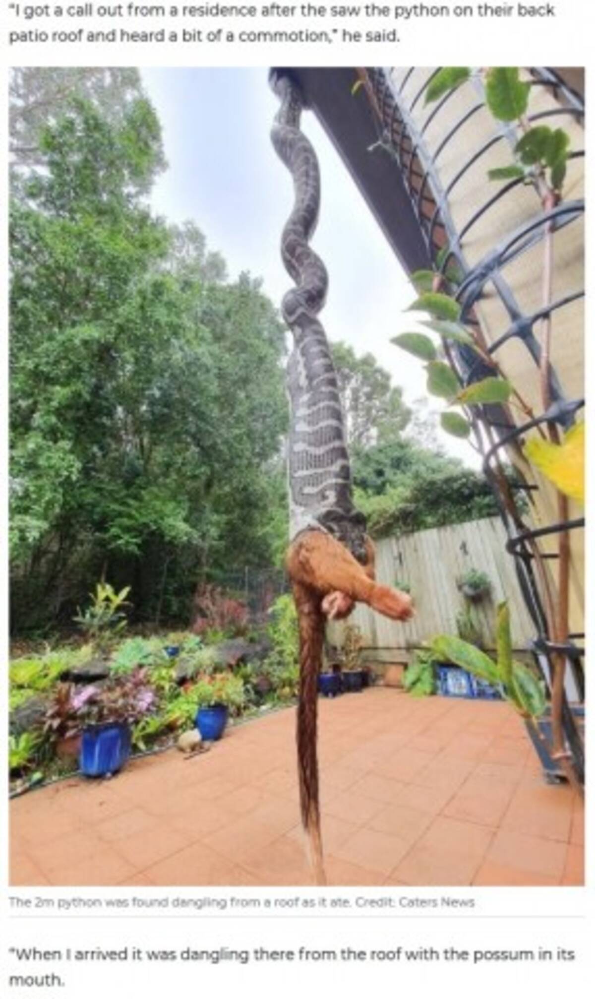 民家の庭で2メートル超のヘビがポッサムを丸飲み 豪 年5月17日 エキサイトニュース