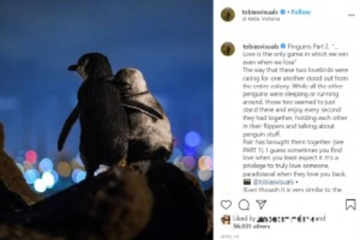 パートナーを失った2羽のペンギン 互いに慰め合う姿が美しすぎる 豪 動画あり 年5月21日 エキサイトニュース