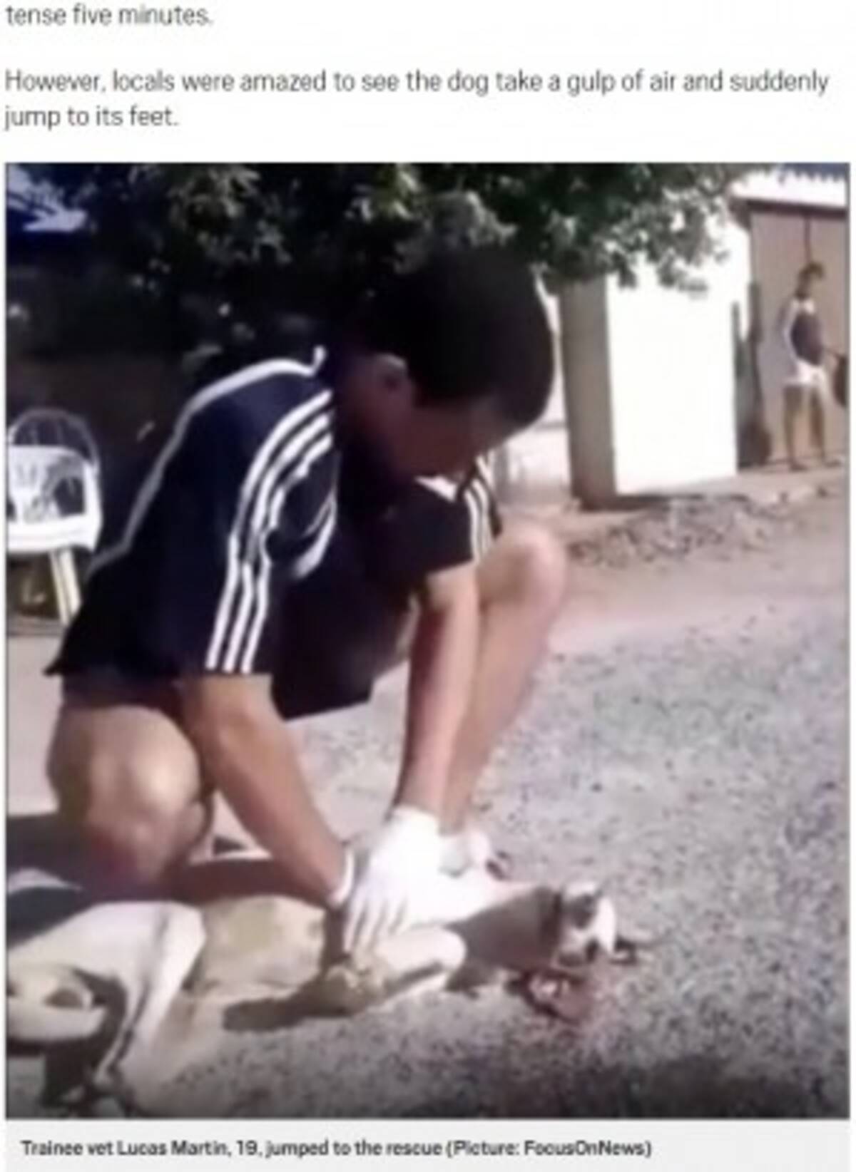 獣医見習いの19歳 路上で心肺停止の犬の命を救う ブラジル 動画あり 年5月23日 エキサイトニュース