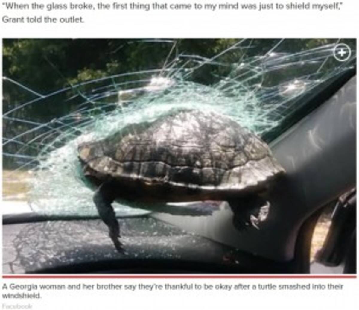 一体なぜ 走行車のフロントガラスに飛んできた亀が突き刺さる 米 年5月28日 エキサイトニュース
