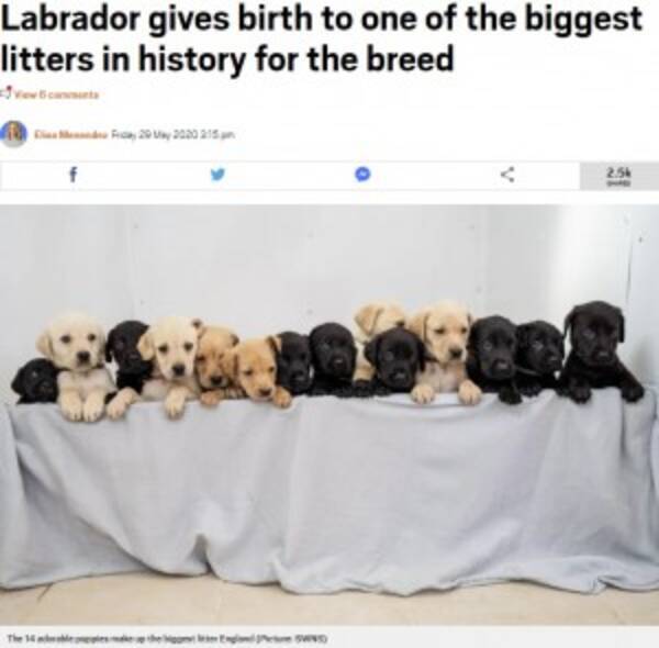 14匹の赤ちゃんが誕生したラブラドール レトリバー イギリスの国内記録まであと1匹 年6月1日 エキサイトニュース