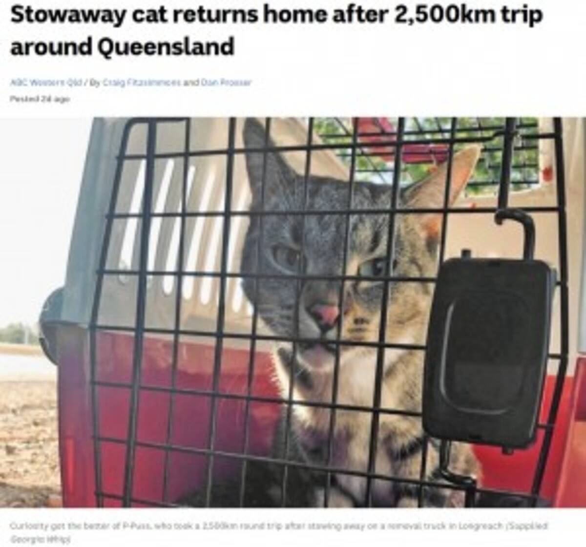 引っ越しトラックに乗り込んでしまった猫 2500kmを移動し無事飼い主の元に戻る 豪 動画あり 年6月3日 エキサイトニュース