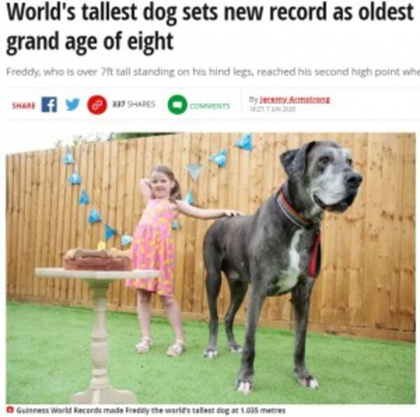 世界一背の高い犬 長寿世界一のグレートデーンとして2つ目のギネス記録獲得か 英 年6月11日 エキサイトニュース