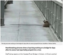 飼い主が飛び降り自殺した瞬間を目にした犬、橋の上で帰りを待ち続ける（中国）